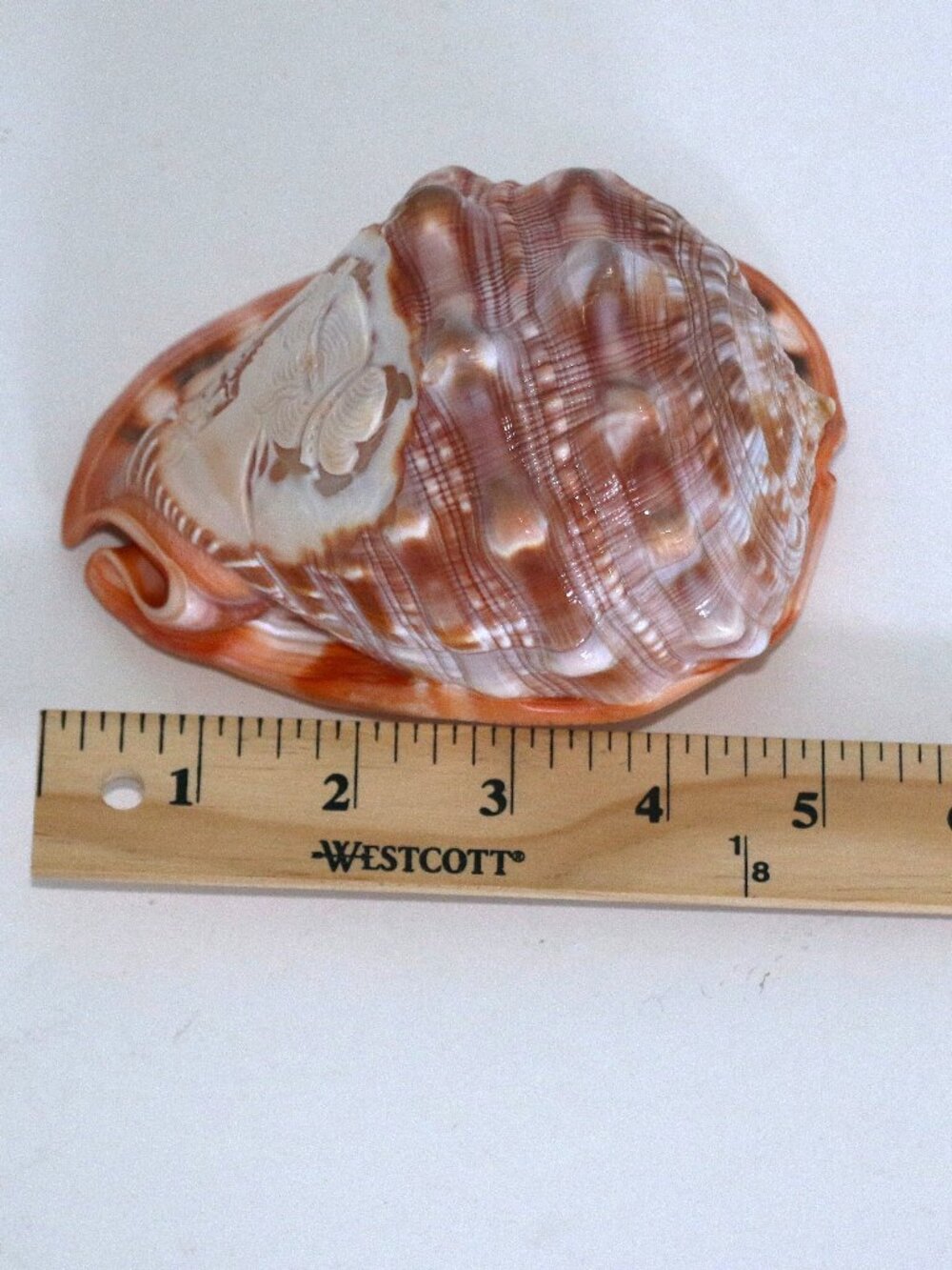 Conch Cameo with hand carved Lady - Picture 7 of 7